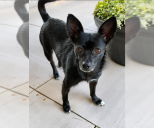 Chihuahua-Unknown Mix Dogs for adoption in Cranston, RI, USA