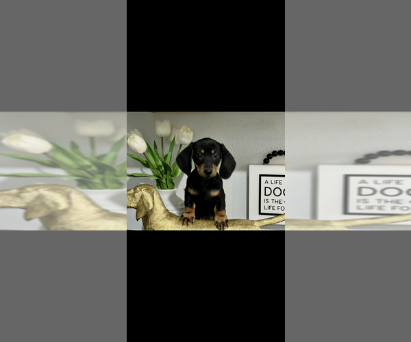 Medium Photo #2 Dachshund Puppy For Sale in NILES, MI, USA