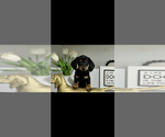 AKC Diamond - Female Dachshund Puppy for Sale - Photo #2