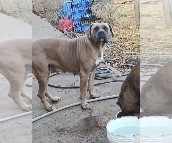 Medium Photo #4 America Bandogge Mastiff-Cane Corso Mix Puppy For Sale in KANSAS CITY, MO, USA