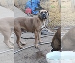 Small #3 America Bandogge Mastiff-Cane Corso Mix