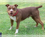 Small #1 American Pit Bull Terrier-American Staffordshire Terrier Mix
