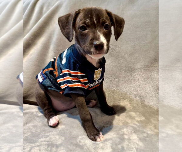 Medium Photo #9 Labrador Retriever-Unknown Mix Puppy For Sale in Plainfield, IL, USA