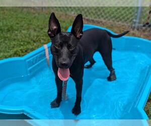 German Shepherd Dog-Unknown Mix Dogs for adoption in Ocala, FL, USA