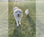 Small Photo #4 Great Pyrenees Puppy For Sale in DE PERE, WI, USA