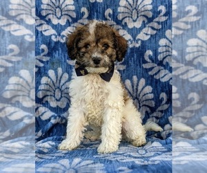 Cock-A-Poo-Poodle (Miniature) Mix Puppy for sale in LINCOLN UNIV, PA, USA