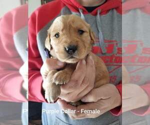 Golden Retriever Puppy for sale in CASHTON, WI, USA