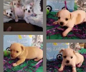 Chihuahua Puppy for sale in SEBRING, FL, USA