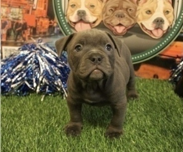 Medium Photo #5 American Bully Puppy For Sale in WOLCOTT, CT, USA
