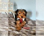 Small Photo #2 Yorkshire Terrier Puppy For Sale in SACRAMENTO, CA, USA