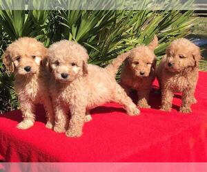 Goldendoodle-Poodle (Miniature) Mix Puppy for sale in WINTER HAVEN, FL, USA