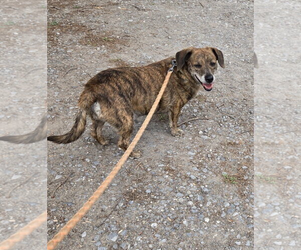 Medium Photo #2 Doxle Puppy For Sale in Rustburg, VA, USA