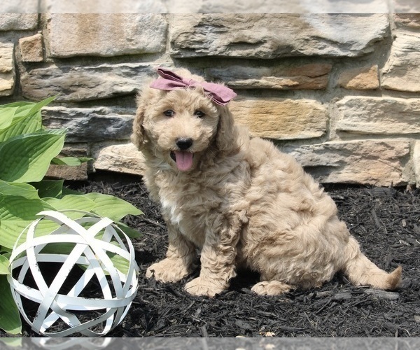 Medium Photo #2 Goldendoodle (Miniature) Puppy For Sale in SUGARCREEK, OH, USA