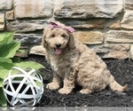 Small Photo #2 Goldendoodle (Miniature) Puppy For Sale in SUGARCREEK, OH, USA