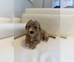 Small Photo #11 Labradoodle Puppy For Sale in THOUSAND OAKS, CA, USA