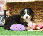 Small #9 Bernese Mountain Dog