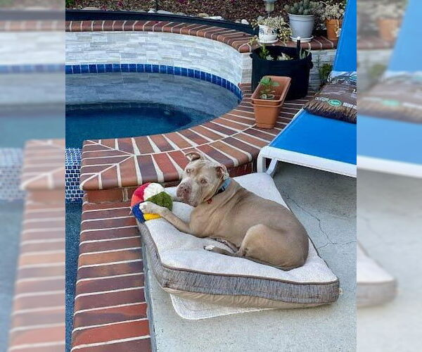 Medium Photo #43 American Staffordshire Terrier-Unknown Mix Puppy For Sale in Lake Forest, CA, USA
