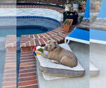 Small #42 American Staffordshire Terrier Mix