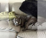 Small #6 American Staffordshire Terrier Mix