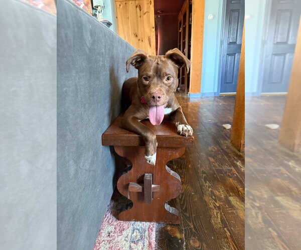 Medium Photo #20 Mutt Puppy For Sale in Boston, MA, USA