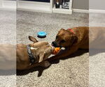 Small #9 American Pit Bull Terrier Mix