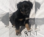 Small Photo #38 Australian Shepherd Puppy For Sale in SUNNYVALE, CA, USA