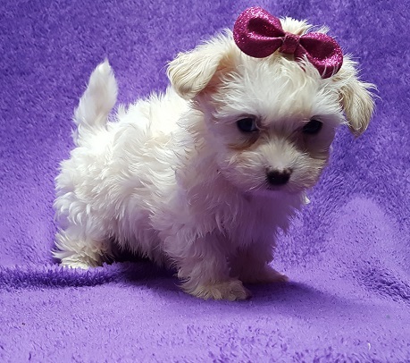 Medium Photo #5 Coton de Tulear Puppy For Sale in BUFFALO, MO, USA