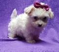 Small Photo #5 Coton de Tulear Puppy For Sale in BUFFALO, MO, USA