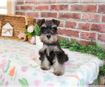 Small #3 Schnauzer (Miniature)
