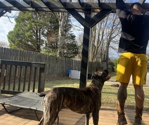 Mother of the Cane Corso puppies born on 11/24/2025