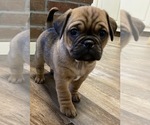 Puppy 5 Jug