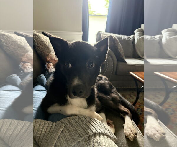 Medium Photo #8 Border Collie-Unknown Mix Puppy For Sale in Doylestown, PA, USA