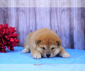 Shiba Inu Puppy for sale in FREDERICKSBG, OH, USA