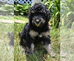 Small Photo #4 Goldendoodle Puppy For Sale in KANSAS CITY, MO, USA