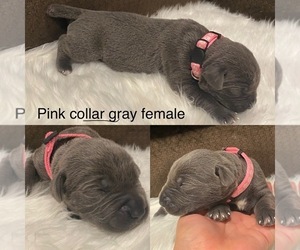 Cane Corso Puppy for sale in SPRINGFIELD, IL, USA