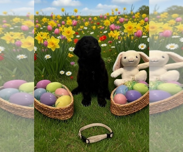 Medium Photo #6 Goldendoodle Puppy For Sale in MALVERN, OH, USA