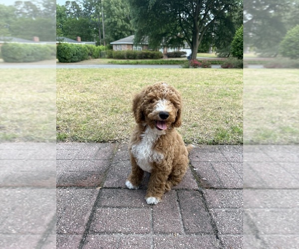 Medium Photo #3 Goldendoodle (Miniature) Puppy For Sale in AIKEN, SC, USA