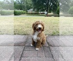 Small #2 Goldendoodle (Miniature)