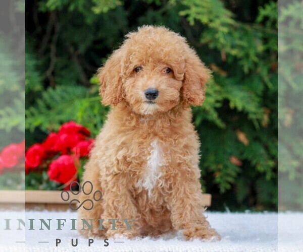 Medium Photo #1 Poodle (Miniature) Puppy For Sale in LITITZ, PA, USA