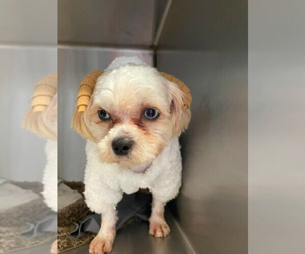 Medium Photo #2 Shih Tzu Puppy For Sale in Foristell, MO, USA