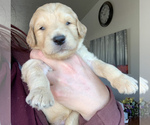 Small Photo #50 Goldendoodle Puppy For Sale in PORTLAND, OR, USA