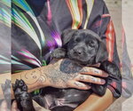 Small #4 American Bulldog-Chocolate Labrador retriever Mix
