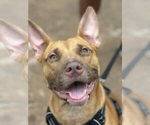 Dodger Lizman - Male Carolina Dog-Pharaoh Hound Mix Dog for Adoption - Photo #16
