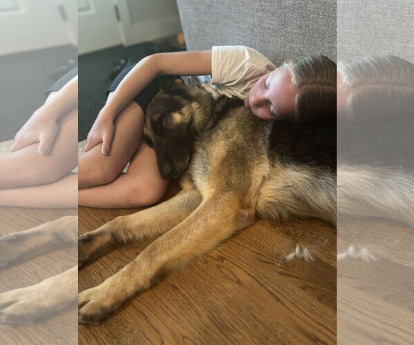 Medium Photo #2 German Shepherd Dog Puppy For Sale in La Grange , NC, USA