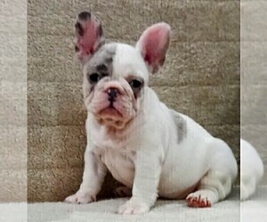 French Bulldog Puppy for sale in TAMPA, FL, USA