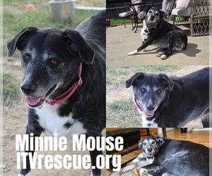 Minnie Mouse - Female Australian Shepherd-Unknown Mix Dog for Adoption - Photo #2