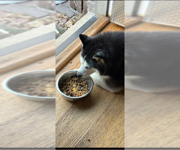 Medium Photo #2 Siberian Husky Puppy For Sale in Carrollton, TX, USA