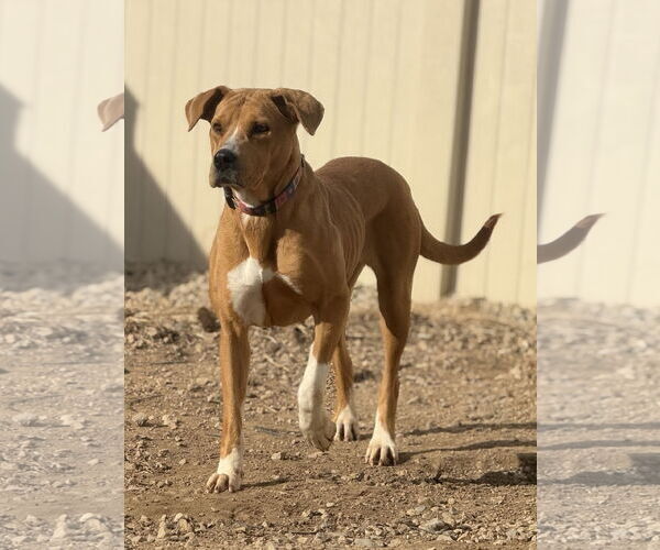 Medium Photo #6 Retriever -Unknown Mix Puppy For Sale in Corning, AR, USA