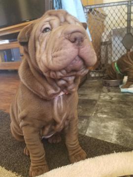 Medium Photo #1 Chinese Shar-Pei Puppy For Sale in WATERTOWN, WI, USA