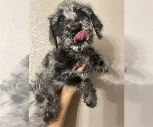 Full screen Photo #1 Labradoodle Puppy For Sale in STKN, CA, USA